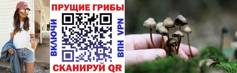 купить наркоту  Малоярославец  Галлюциногенные грибы MAGIC MUSHROOMS 